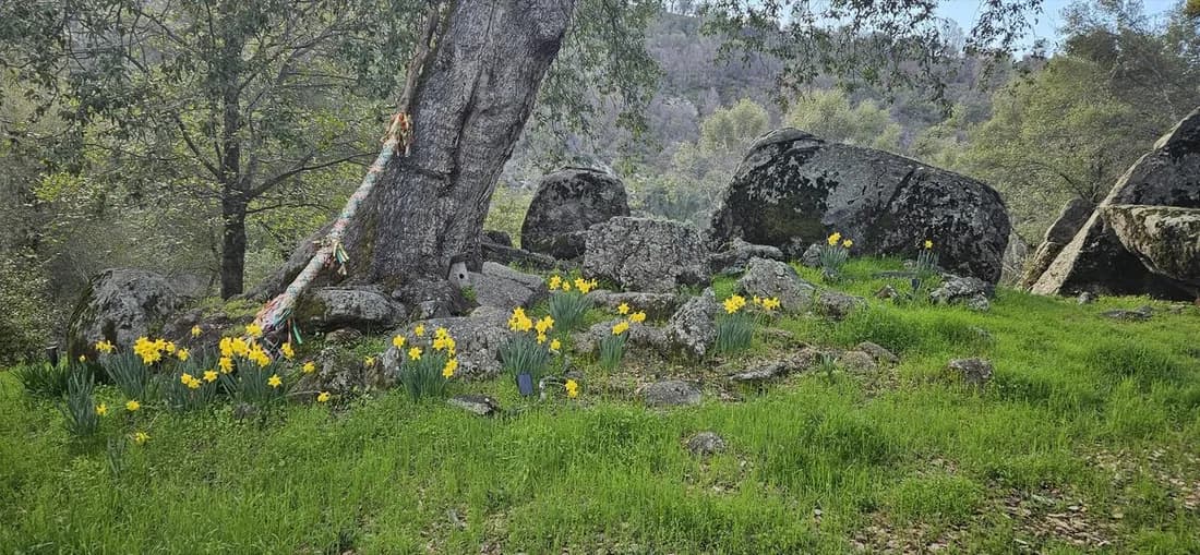 Granite outcrops rising above a foothill meadow in bloom with daffodils.