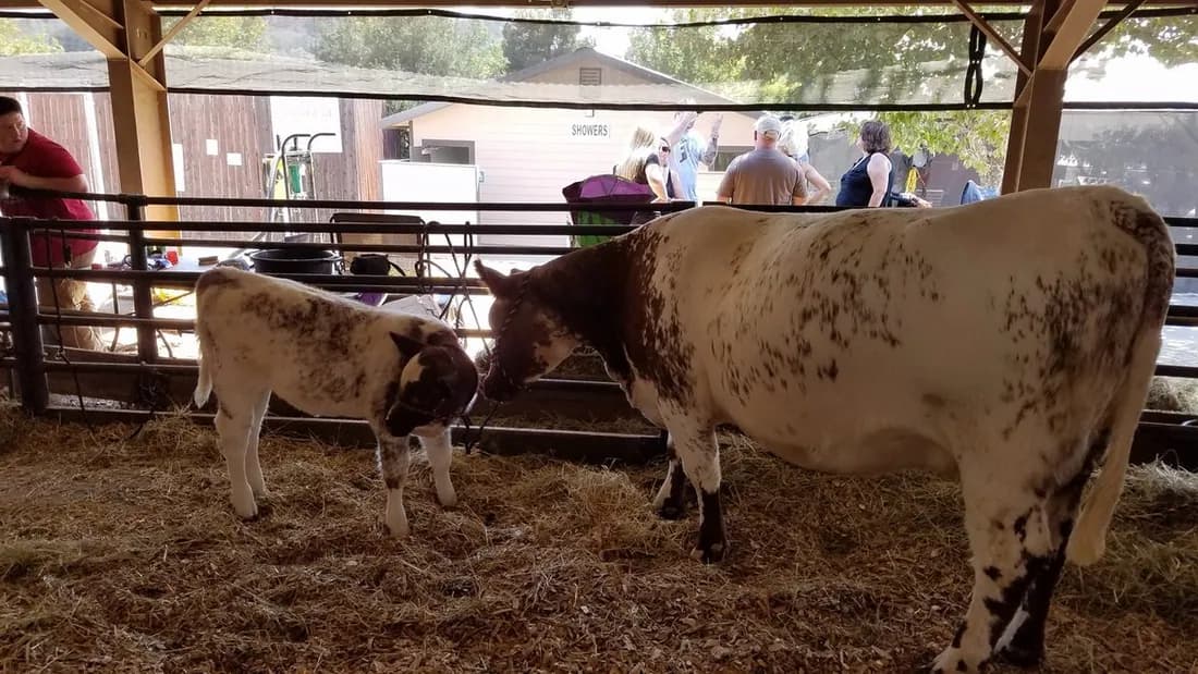 Cow and calf in a straw-bedded livestock pen under an open-sided fairground barn.