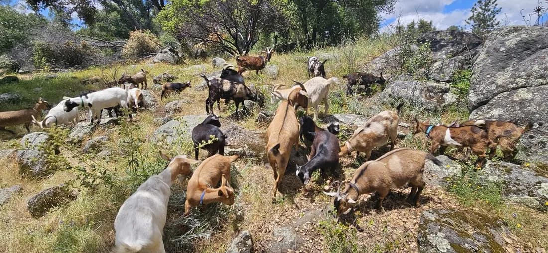 Herd of goats grazing a grassy hillside pasture.