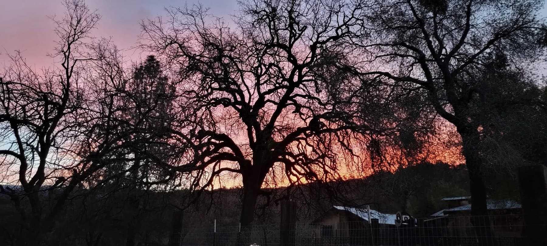 Blue oak woodland on a Sierra foothill ridge, backlit at golden hour.