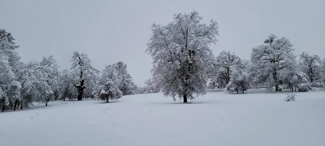 Oak woodland dusted with snow on a Sierra foothill slope.