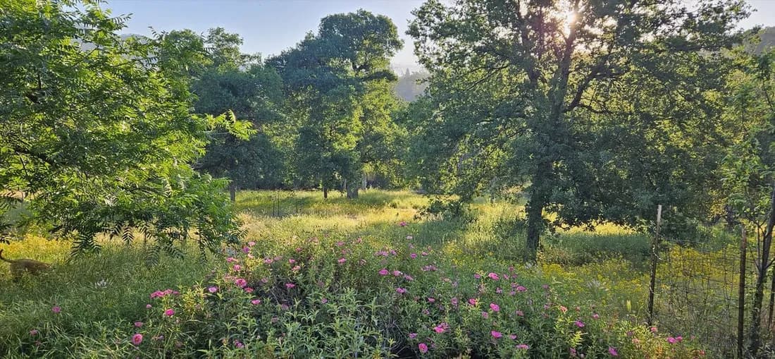 Spring wildflower meadow dotted with oaks below a foothill ridgeline.